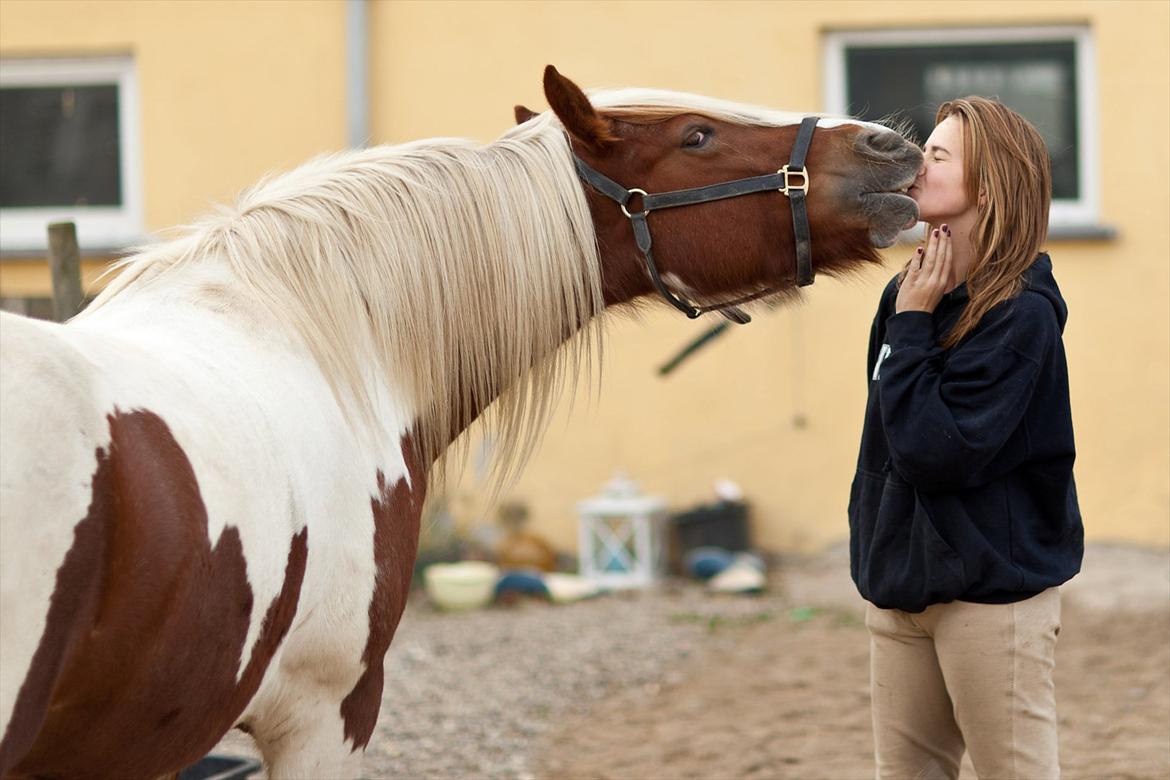 Irish Cob Lady O´Shye Light (Blondie)(Himmelhest) billede 9
