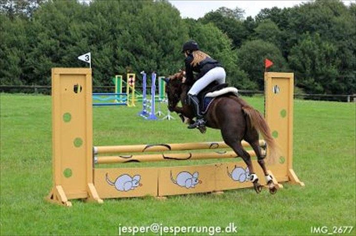 Welsh Pony (sec B) Mikkel - LB i SRÅ :D<3 billede 7