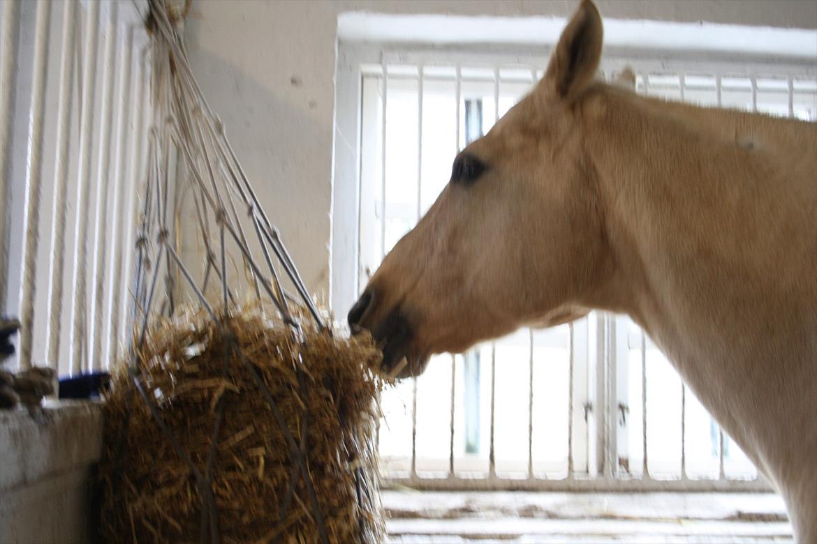 Quarter Jay Jay den dejlige hest jeg passer<3 - arrrrrh dejlige hest! ;* du er dejlig når hesten ikke havde mere hø gik den igang med halm xD billede 2