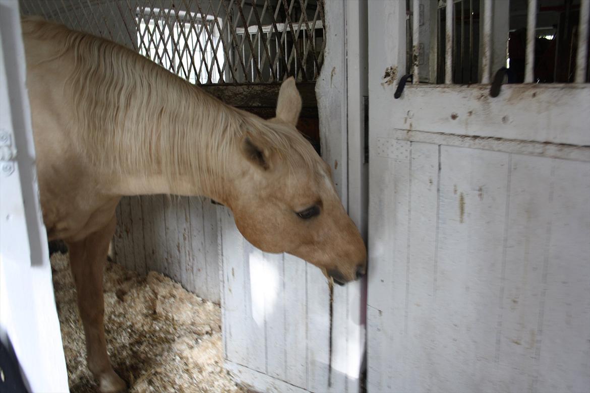 Quarter Jay Jay den dejlige hest jeg passer<3 billede 3