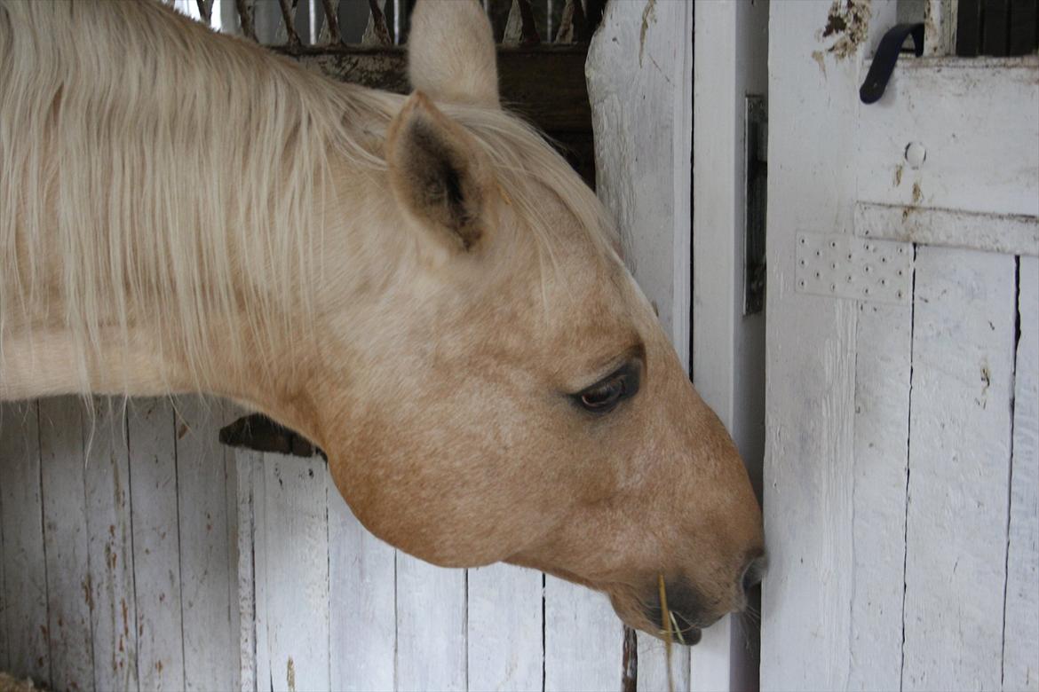 Quarter Jay Jay den dejlige hest jeg passer<3 billede 4