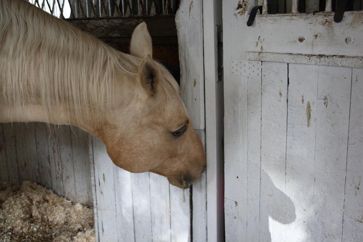 Quarter Jay Jay den dejlige hest jeg passer<3 billede 5