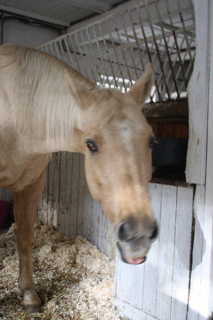 Quarter Jay Jay den dejlige hest jeg passer<3 billede 6