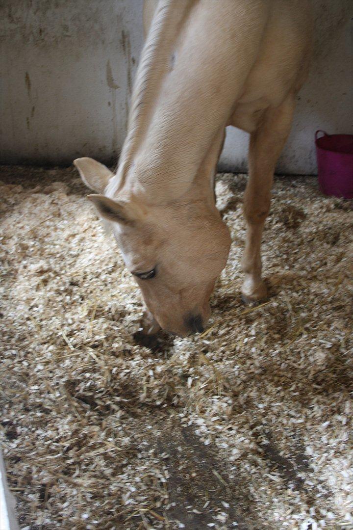 Quarter Jay Jay den dejlige hest jeg passer<3 billede 7