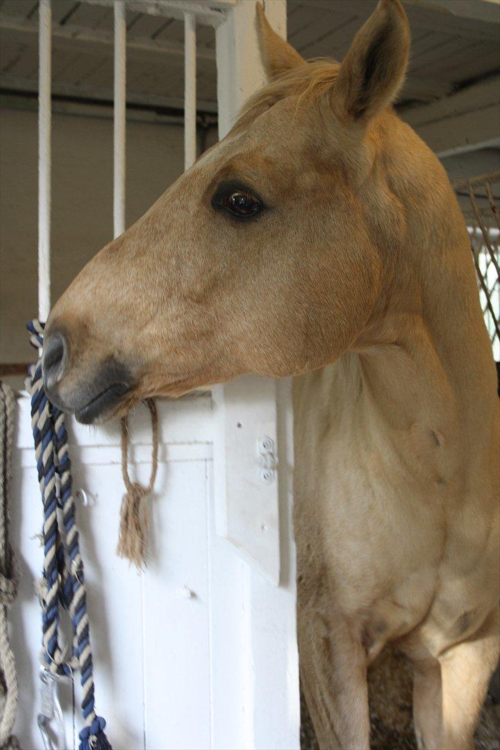 Quarter Jay Jay den dejlige hest jeg passer<3 billede 8