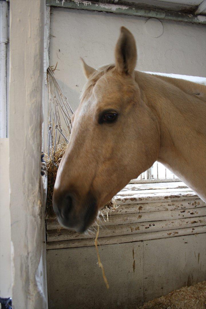 Quarter Jay Jay den dejlige hest jeg passer<3 billede 9