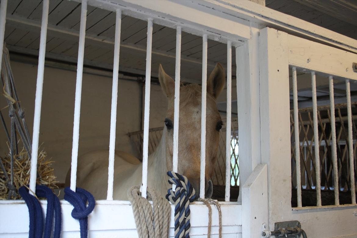 Quarter Jay Jay den dejlige hest jeg passer<3 billede 10