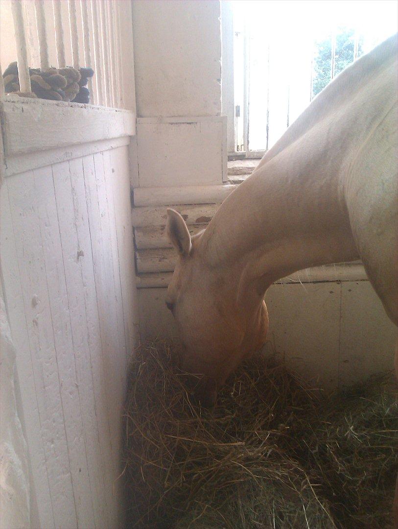 Quarter Jay Jay den dejlige hest jeg passer<3 billede 11