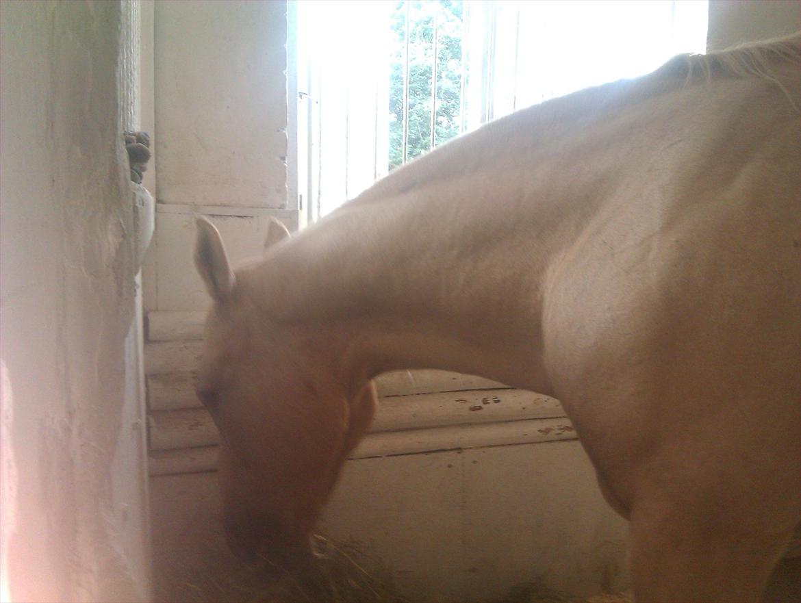 Quarter Jay Jay den dejlige hest jeg passer<3 billede 12