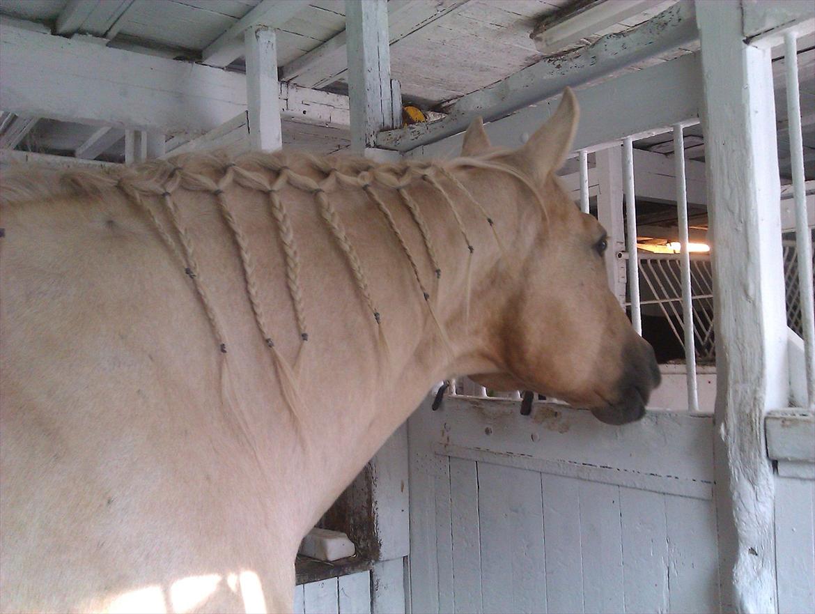 Quarter Jay Jay den dejlige hest jeg passer<3 billede 13