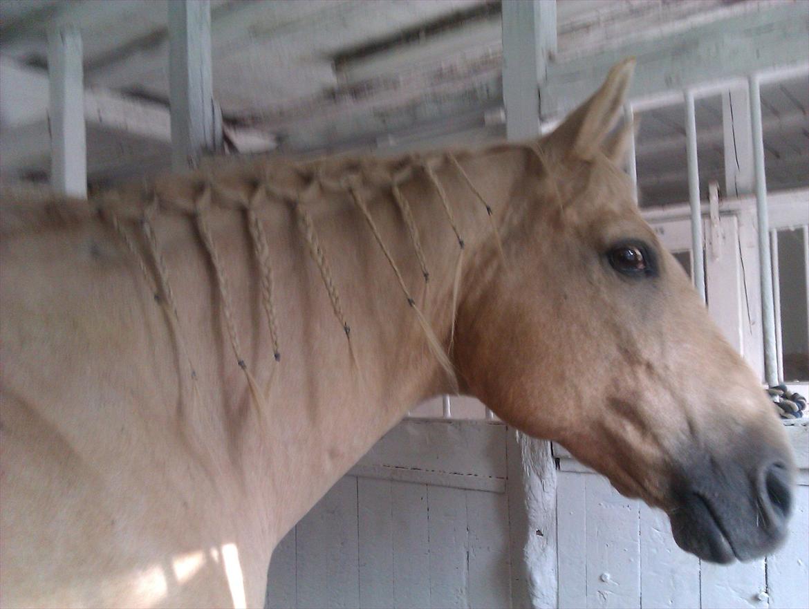 Quarter Jay Jay den dejlige hest jeg passer<3 billede 14