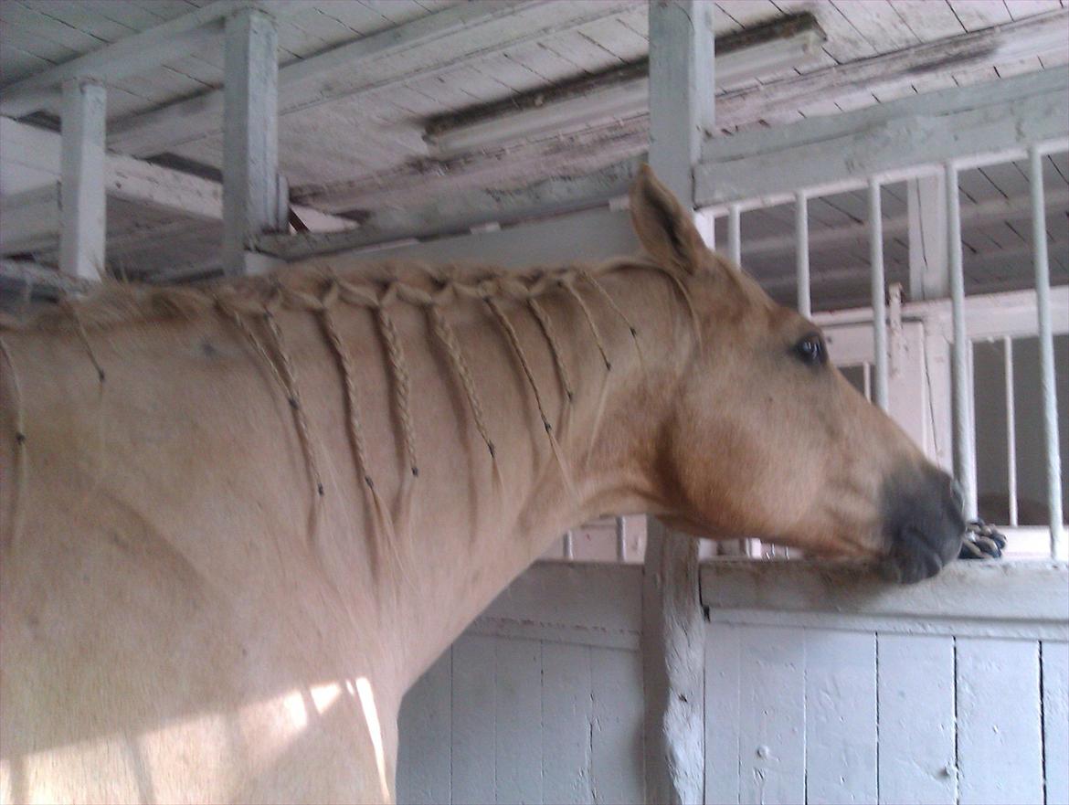 Quarter Jay Jay den dejlige hest jeg passer<3 billede 1