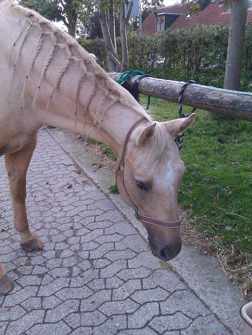 Quarter Jay Jay den dejlige hest jeg passer<3 billede 15