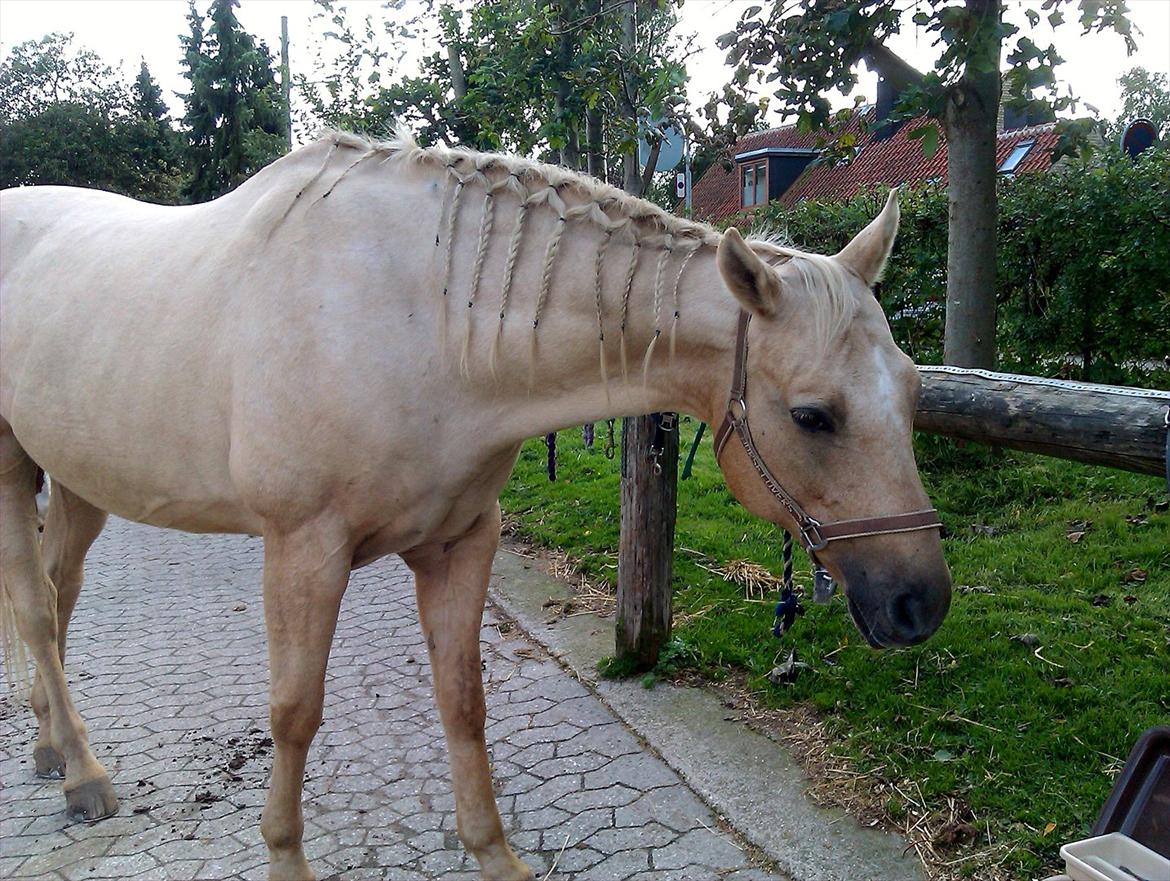 Quarter Jay Jay den dejlige hest jeg passer<3 - Du så lækker lækker :D<3 elsker dig hest! :D<3 billede 16