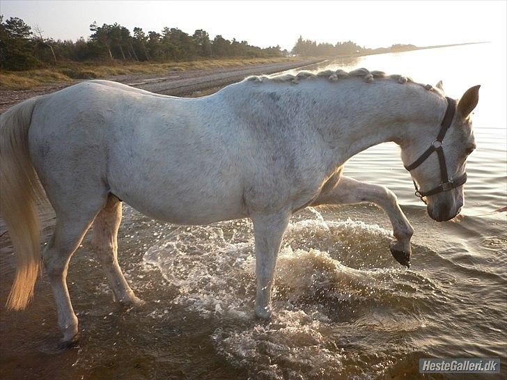 Anden særlig race | Silas <3. - For hele verden er han bare en hest, men for mig er han hele verden. | Foto: Mig. billede 5