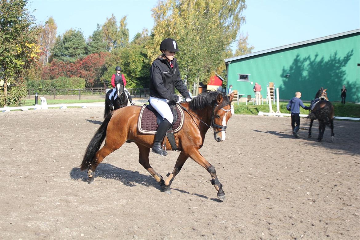 New Forest Montana´s Aurora (UDLÅNT) billede 16