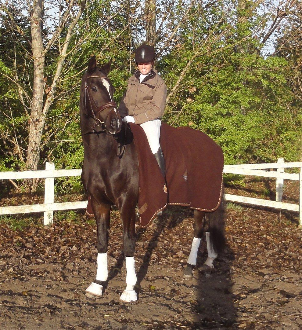 Trakehner Pivo - .  billede 9