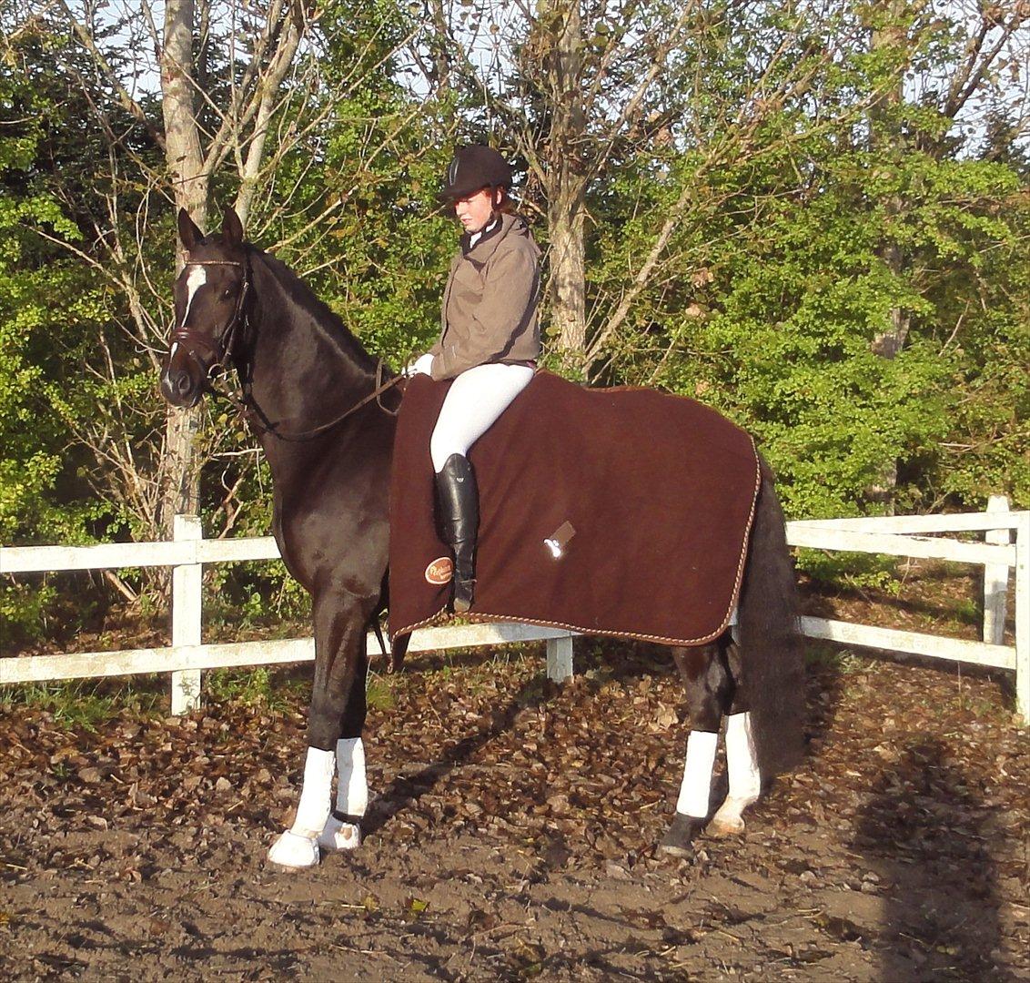 Trakehner Pivo billede 2