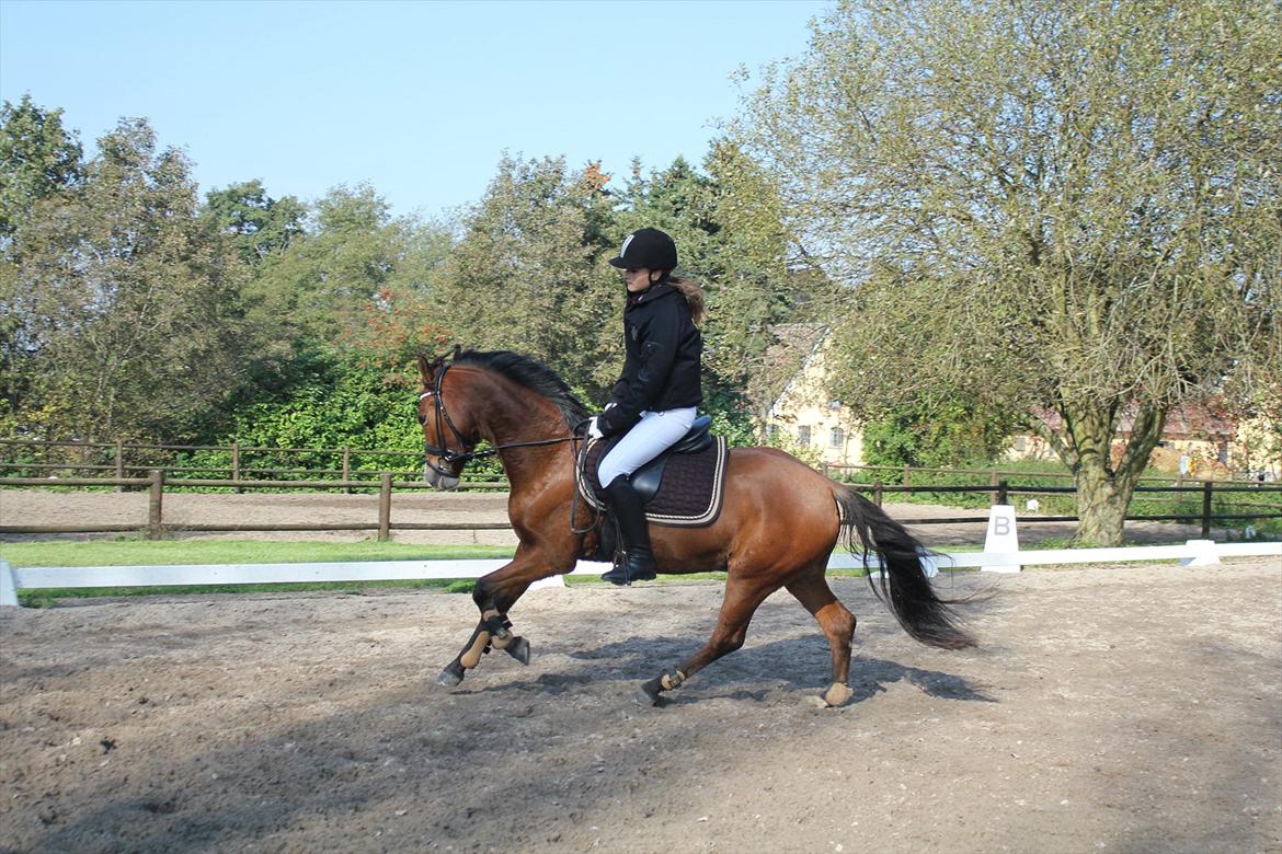 New Forest Montana´s Aurora (UDLÅNT) billede 17