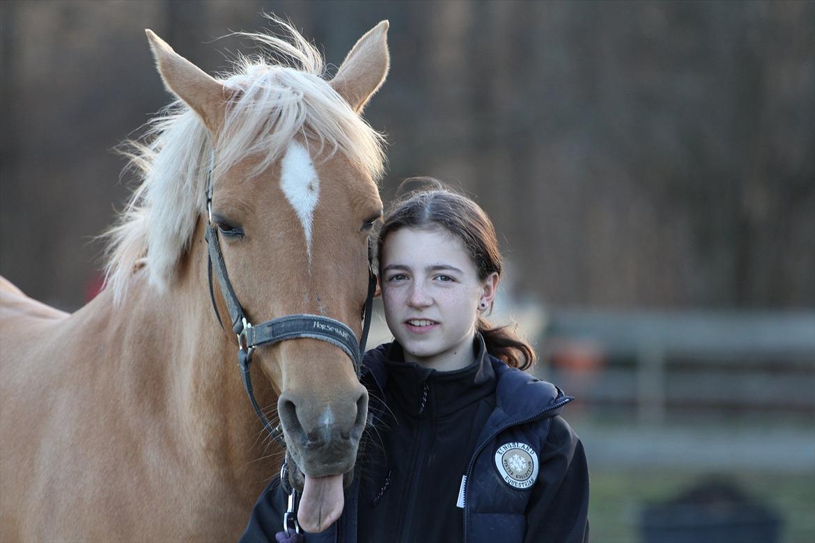 Hollandsk Sportspony Paula - Når vi er kønnest billede 15