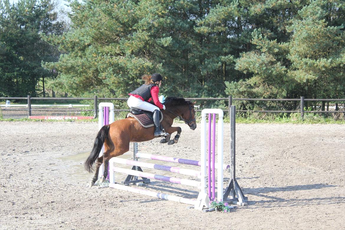 New Forest Montana´s Aurora (UDLÅNT) billede 18