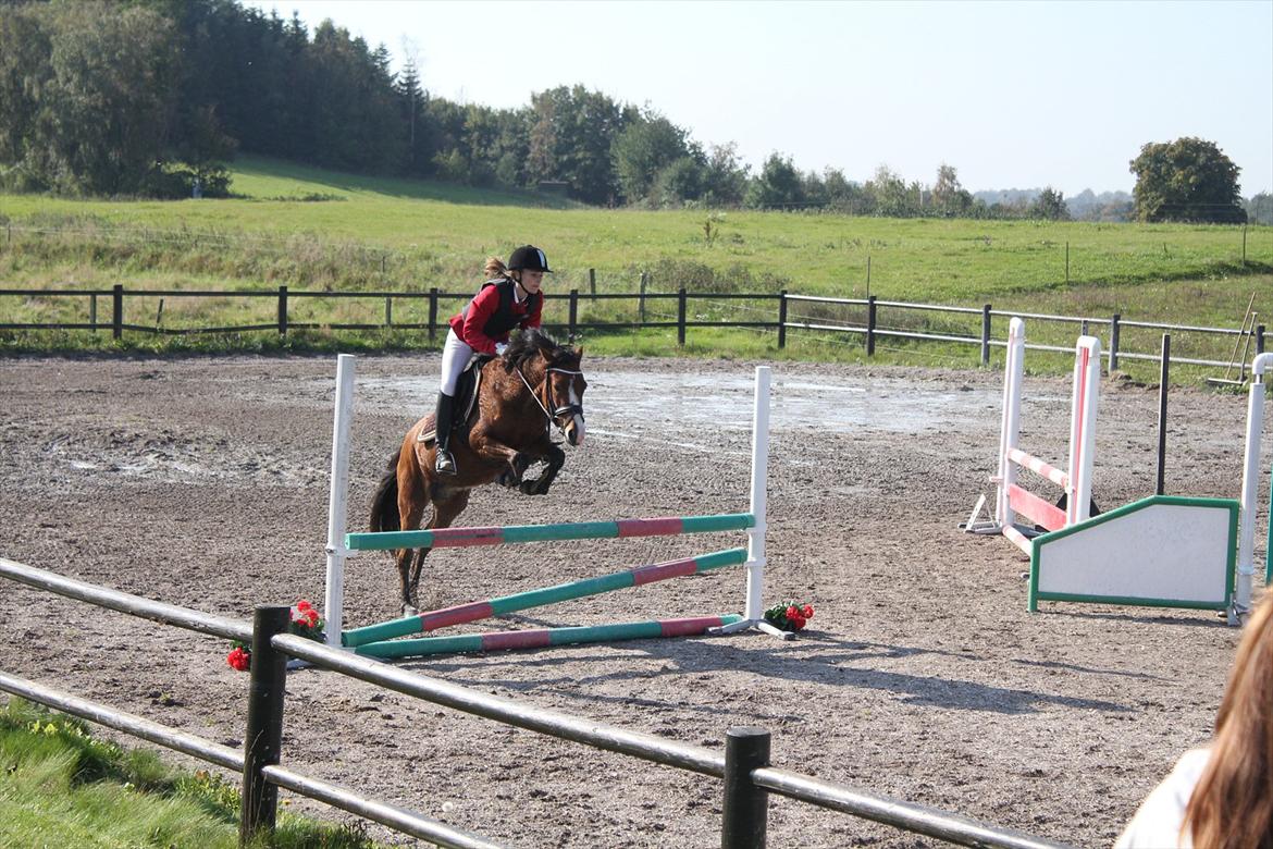 New Forest Montana´s Aurora (UDLÅNT) billede 19