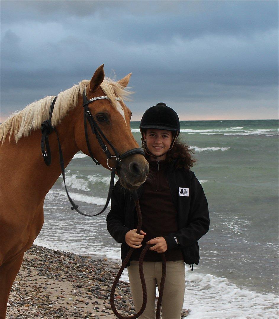 Hollandsk Sportspony Paula - På stranden billede 19