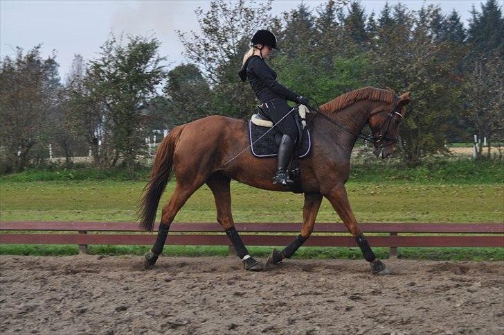 Hannoveraner Falknerin   billede 7