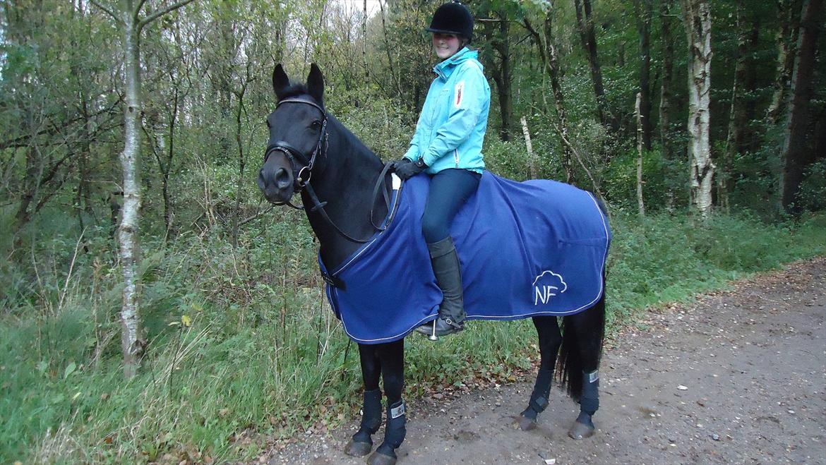 New Forest Hamborgs Bellis "Belle" **SOLGT** - Hamborgs Bellis d.6/10-2011 dagen før du tog afsted efter vi havde haft den første undervisnings time ved Preben Ø. Det var den bedste undervisningstime vi overhovedet havde haft, og jeg havde aldrig redet så godt, tilsvarende at du aldrig før havde gået  billede 13