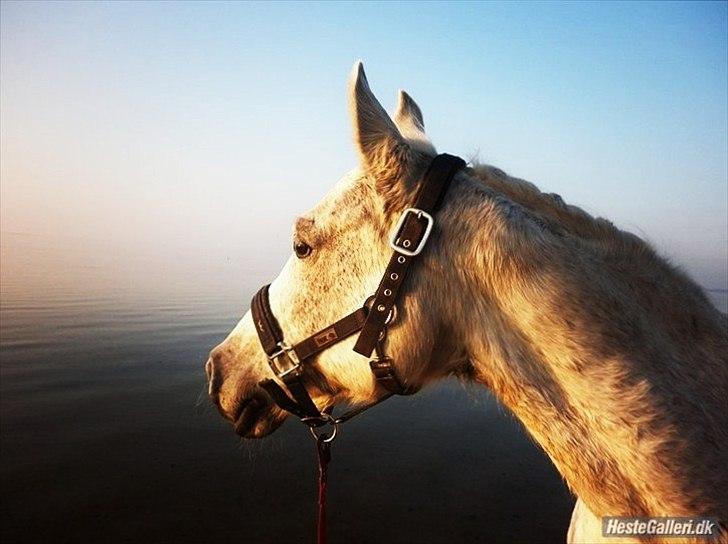 Anden særlig race | Silas <3. - Man bestemmer ikke selv, hvem man forelsker sig i. | Foto: Mig.  billede 7