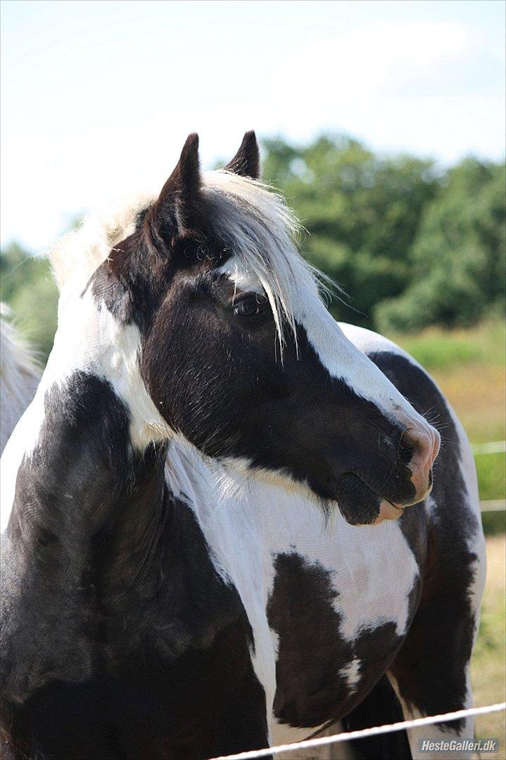 Irish Cob Cronos Regius - 2010. billede 8