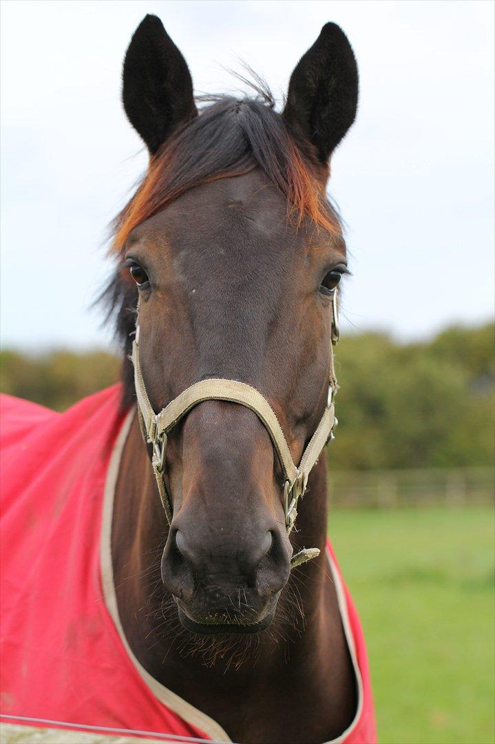 Dansk Varmblod Lobergs Armani billede 2