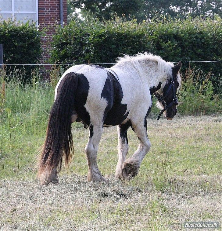 Irish Cob Cronos Regius - 2010. billede 10