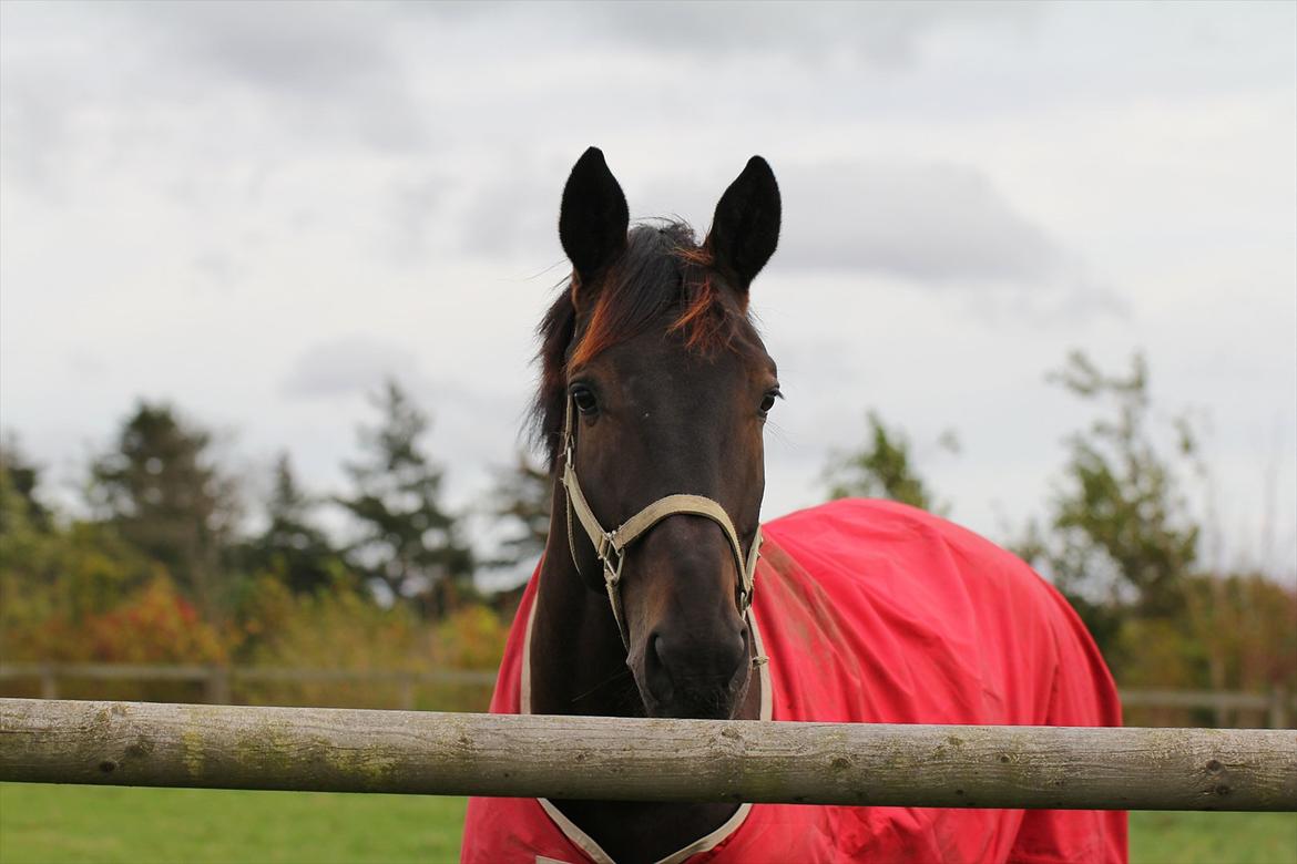 Dansk Varmblod Lobergs Armani - Oktober 2011 billede 4