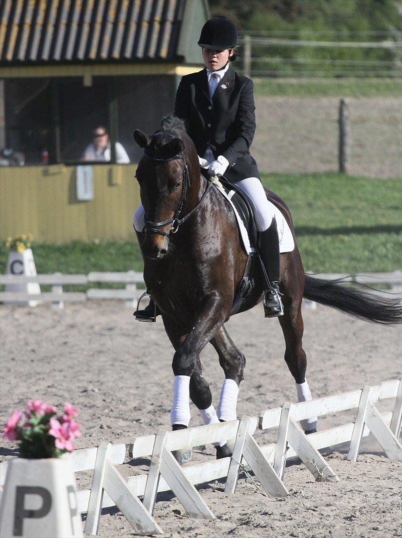 Dansk Varmblod Lobergs Armani - Armani og jeg i aktion ved vores første stævne. billede 1