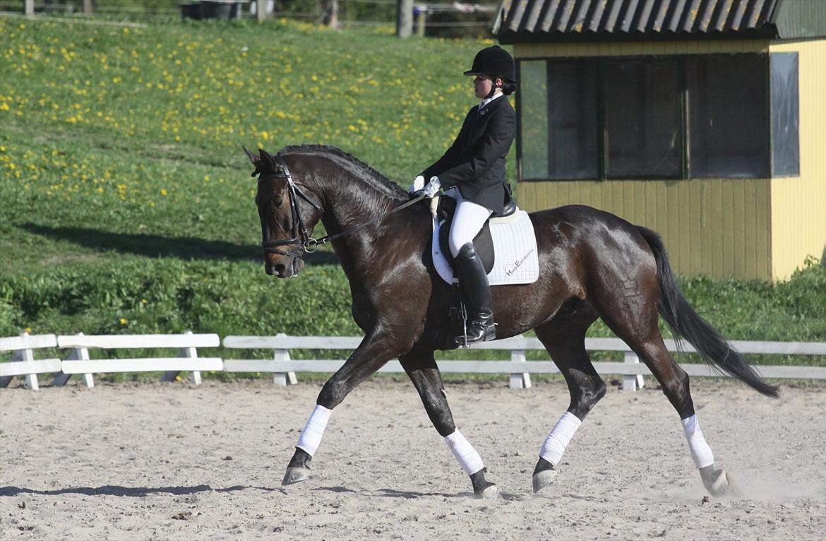 Dansk Varmblod Lobergs Armani billede 13