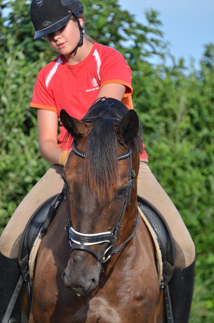 Dansk Varmblod Lobergs Armani - sommerferie 2011 billede 14