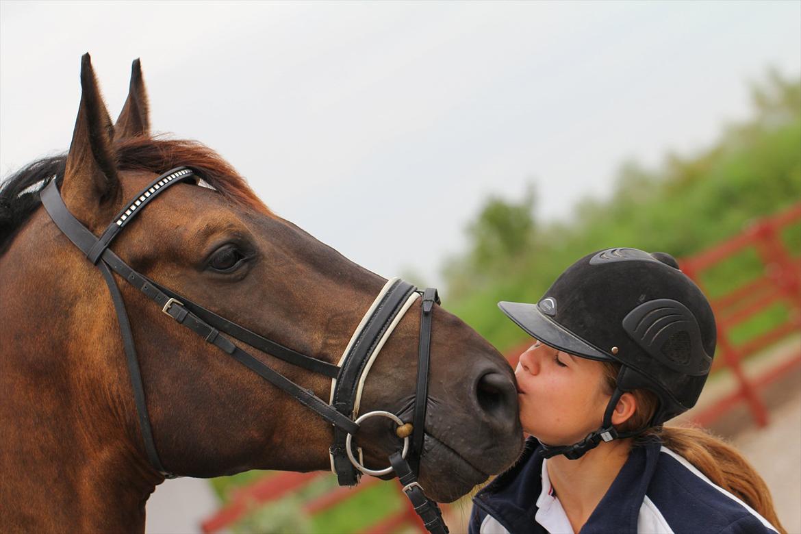 Dansk Varmblod Lobergs Armani - mmmm... kys :) billede 15