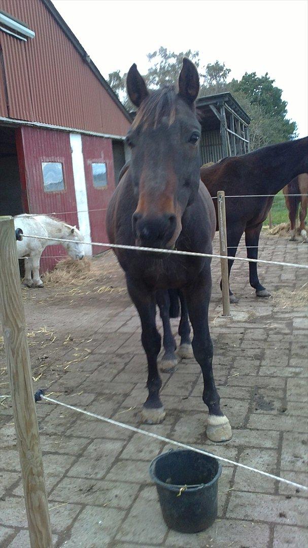 Dansk Varmblod Jutlandias Balou billede 10