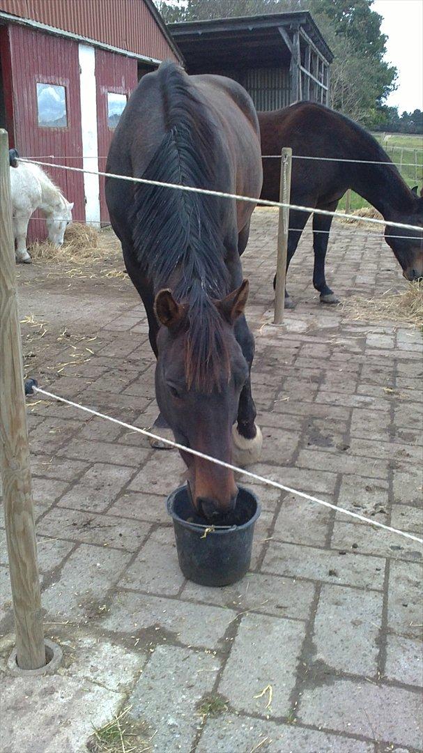 Dansk Varmblod Jutlandias Balou billede 11