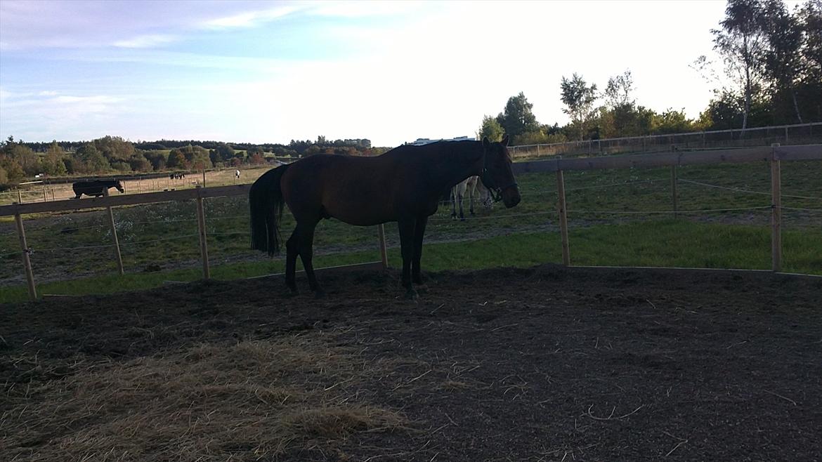 Dansk Varmblod Jutlandias Balou billede 12