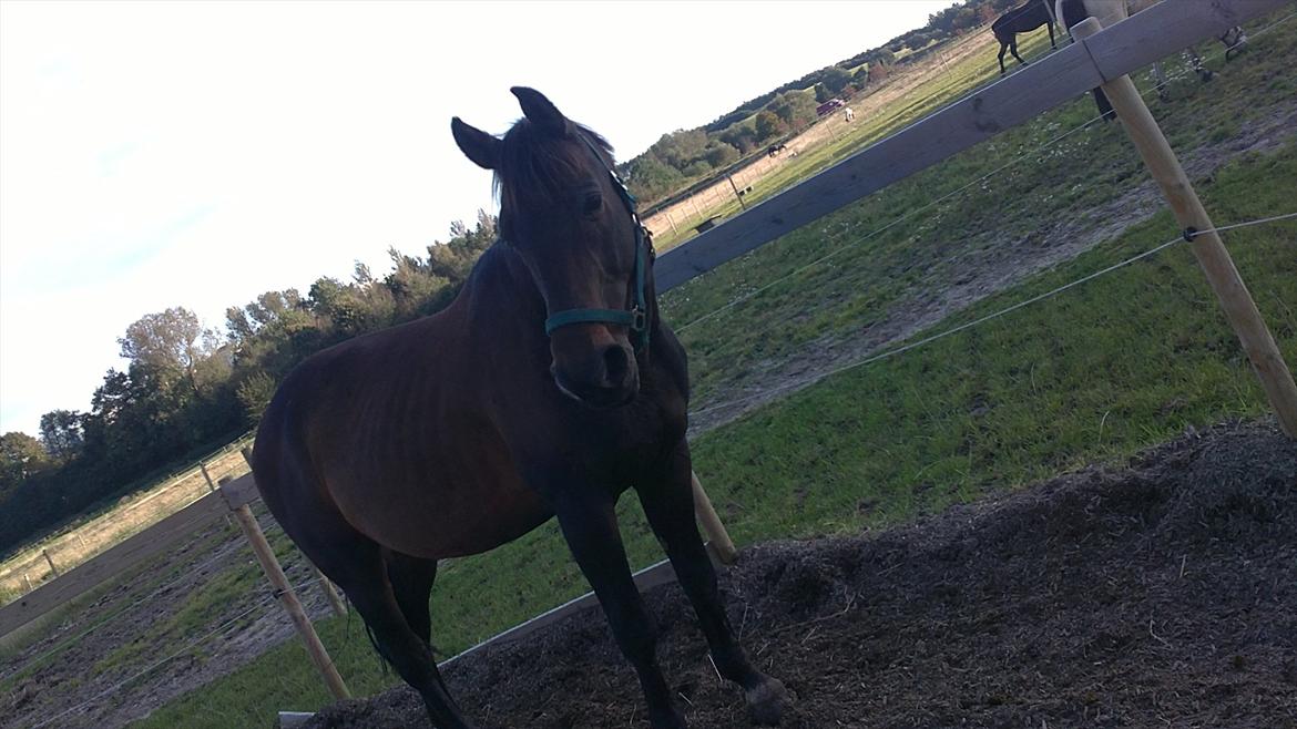 Dansk Varmblod Jutlandias Balou billede 13