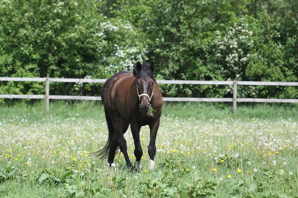 Dansk Varmblod Lobergs Armani billede 16