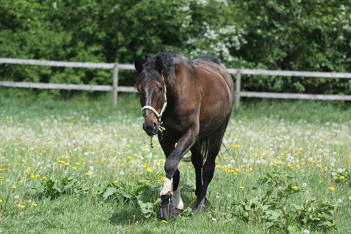 Dansk Varmblod Lobergs Armani - en glad sommerdreng :) billede 17