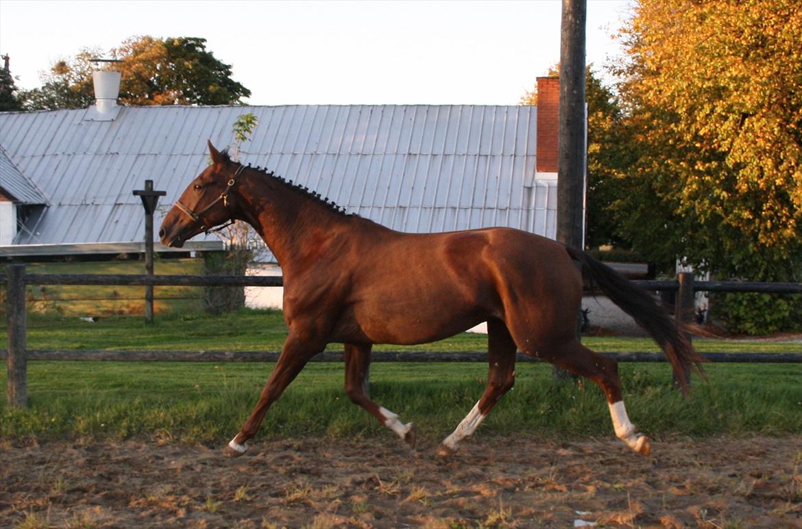 Dansk Varmblod Enghøj's Canti  billede 17