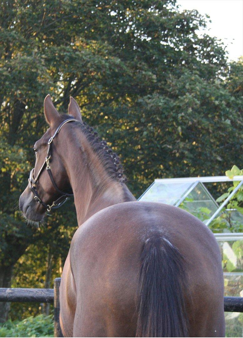 Dansk Varmblod Enghøj's Canti  billede 4