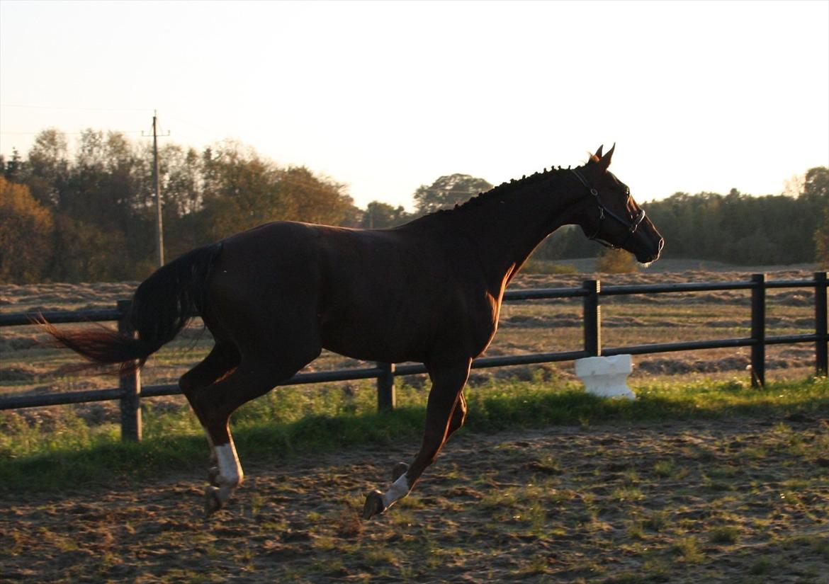 Dansk Varmblod Enghøj's Canti  billede 18
