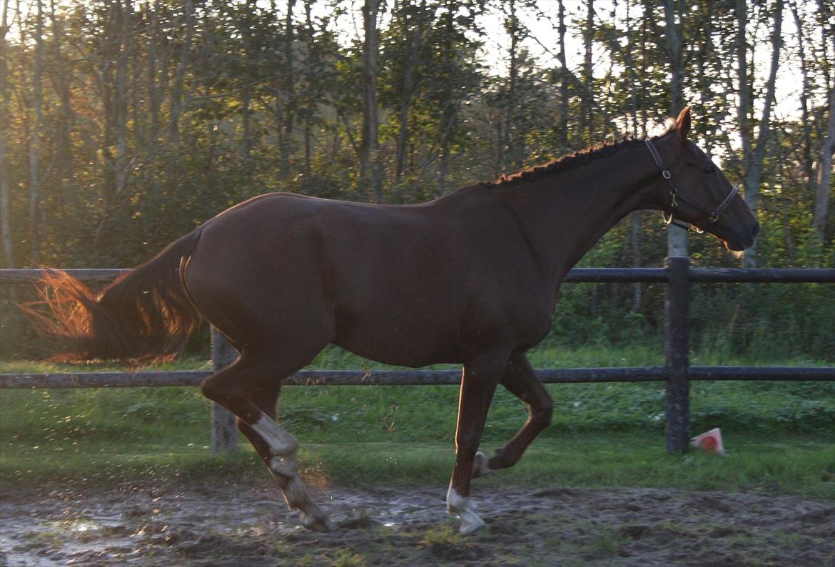 Dansk Varmblod Enghøj's Canti  billede 19