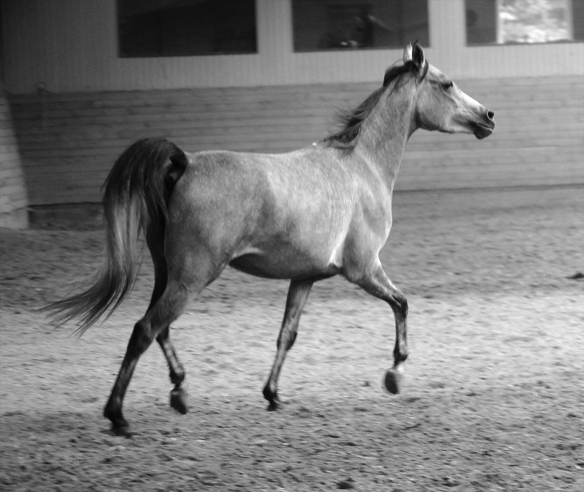 Arabisk fuldblod (OX) Cadar Kamil Mi Corazon - mi corazon- mi amor-mi belleza-mi todo♥♥
Mit hjerte-min kærlighed-min skønhed-mit alt♥
Alt hvad min Kamil står får♥
Hele min hverdag ville være væk uden hende:*
 billede 9