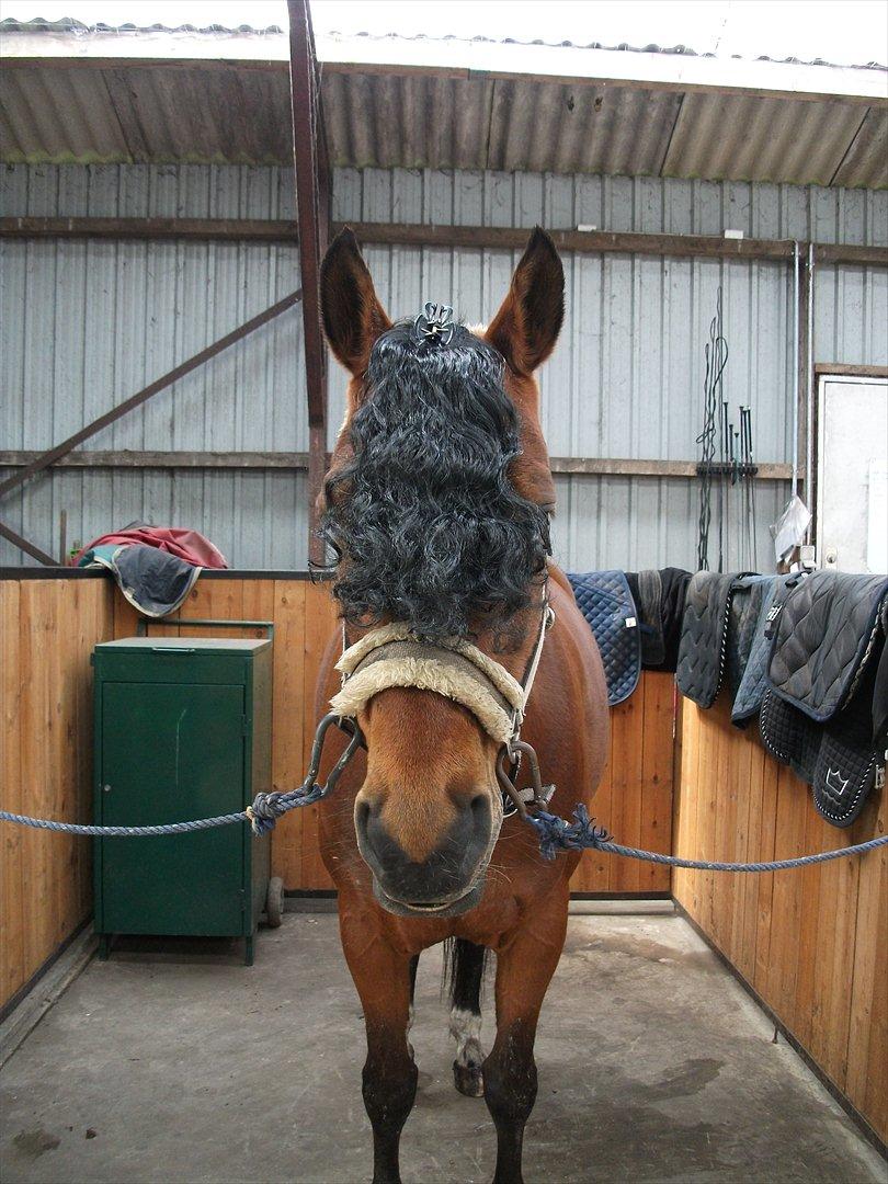 Anden særlig race Florentine - Florentine med pandelok for første gang i sit liv :P
Ja... meget skal man finde sig i :) billede 17